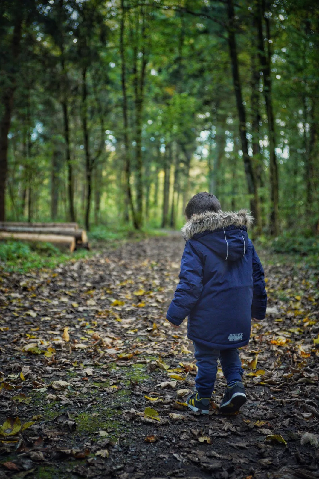 Child in blue jacket explores a serene forest trail in autumn, surrounded by nature.